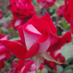 Bordo catifelat, dosul petalei alb - trandafir teahibrid